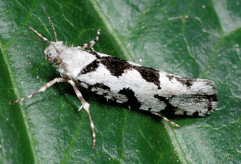 1 Ypsolophidae - Ypsolopha sequella